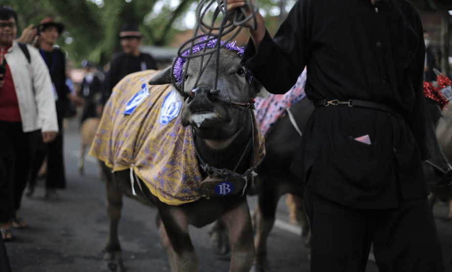 Festival Seni Multatuli image 2