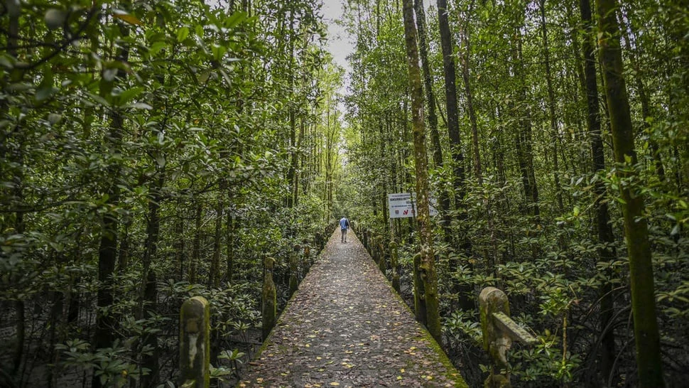 Ragam Tempat Wisata Menarik di Kota Tarakan, dari Hutan Mangrove sampai Pantai dengan Pemandangan Ciamik